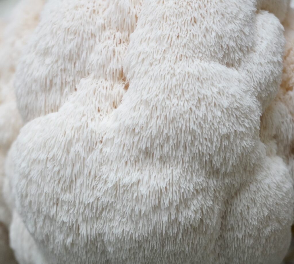 Lion’s Mane Mushroom Grow Kit Ruby Creek Mushrooms