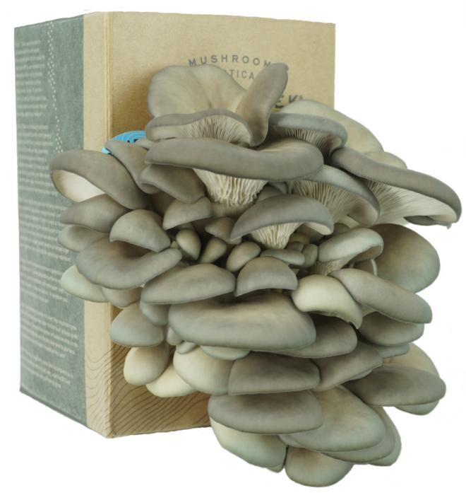 Blue Oyster Mushroom Grow Kit