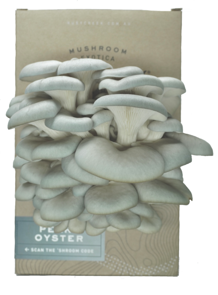 Pearl Oyster Mushroom Grow Kit Ruby Creek Mushrooms